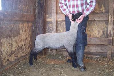 902 Cross Ewe