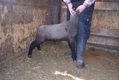 912  Hamp/Cross Ewe