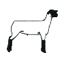 Stahel club lambs
