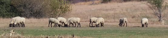 Stahel grazing ewes