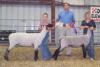 Grand and Reserve Champion Ewes  Osage City Fair