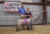 Grand Champion Market Lamb  Osage City Fair